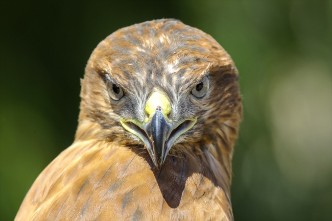 Van'da tedavi edilen 35 kuş doğaya bırakıldı